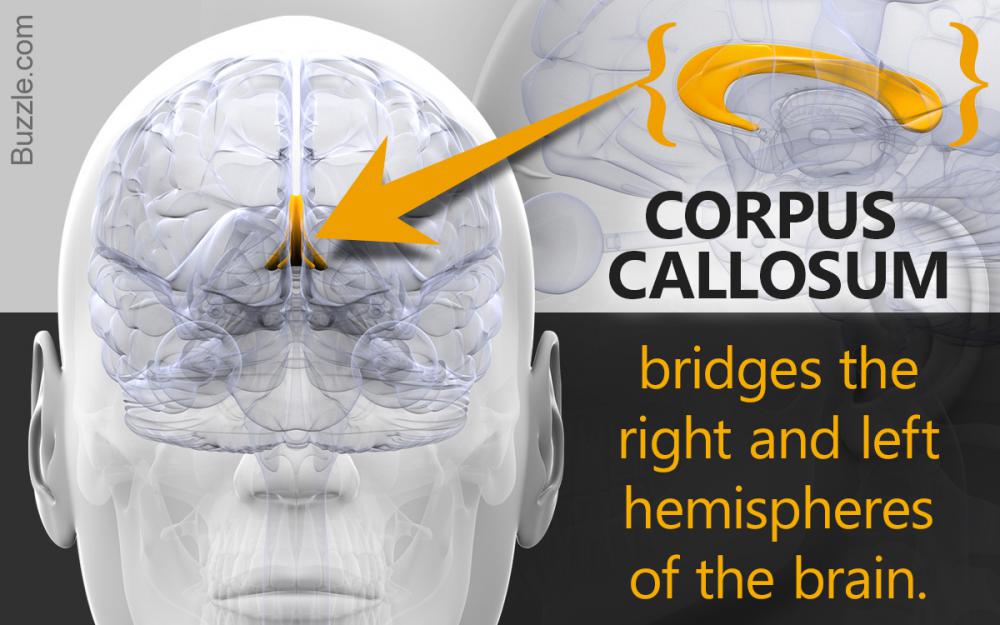 İNSAN BEYNİNDEKİ CORPUS CALLOSUM KÖPRÜSÜ VE ŞİZOFRENİ