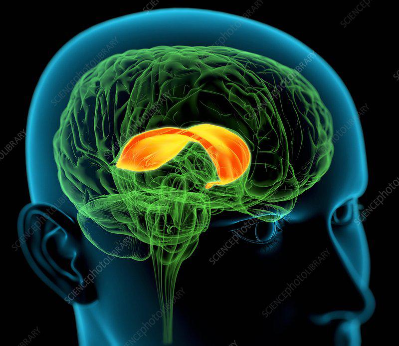 BEYİNDE ANLAMIN OLUŞMASI VE CORPUS CALLOSUM 