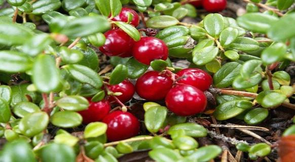 THE ARCHAEOLOGY OF CRANBERRY (KIREN)