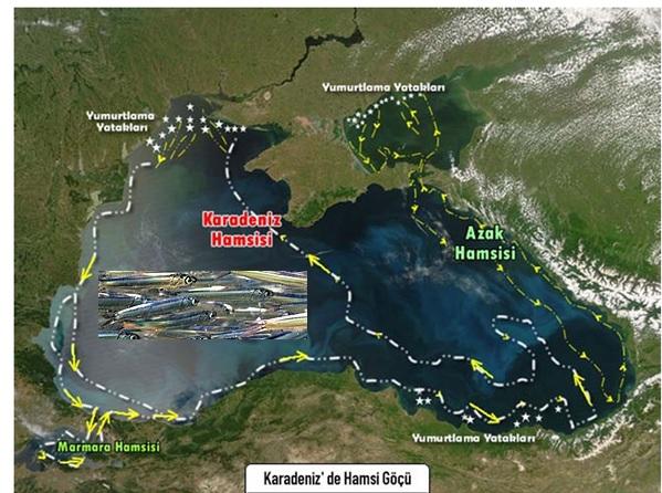 KARADENİZ’DE HAMSİNİN SON TANGOSU 